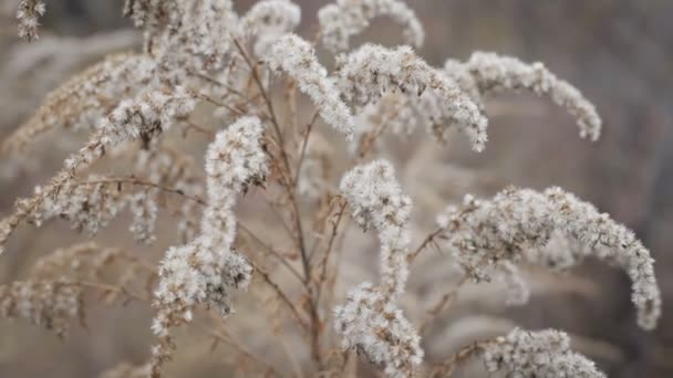 Paisagem de inverno.Cena de inverno .Frozenned flower — Vídeo de Stock