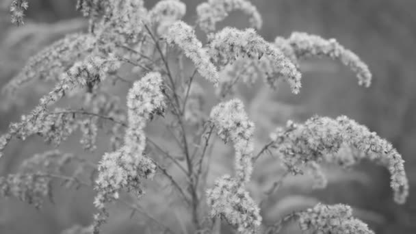 Winterlandschaft. Winterszene. Gefrorene Blume — Stockvideo