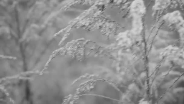 Paisagem de inverno.Cena de inverno .Frozenned flower — Vídeo de Stock