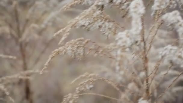 冬景，冬景，结冰的花 — 图库视频影像