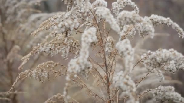 Paysage d'hiver.Scène d'hiver .Fleur gelée