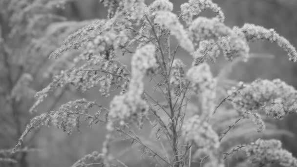 Paisaje de invierno. escena de invierno .Frozenned flor — Vídeo de stock