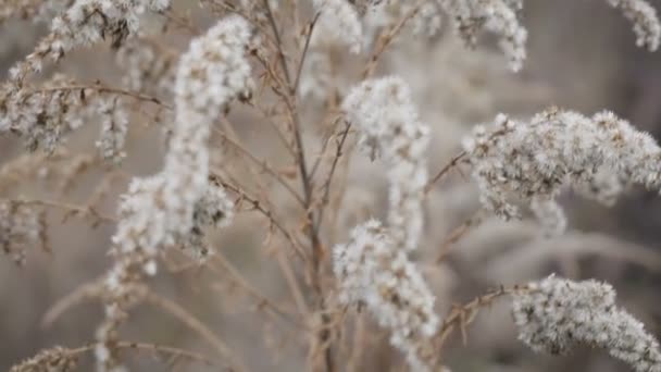 Paysage d'hiver.Scène d'hiver .Fleur gelée