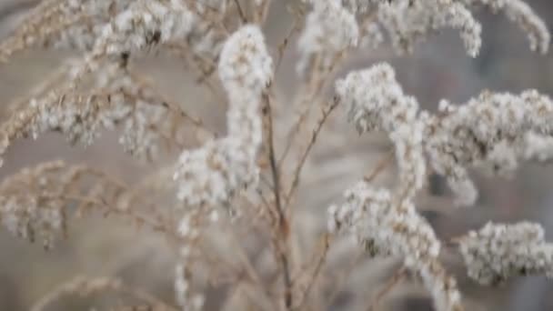 Winterlandschaft. Winterszene. Gefrorene Blume — Stockvideo