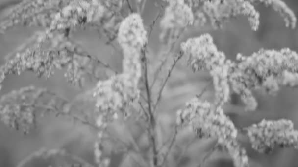 Paisagem de inverno.Cena de inverno .Frozenned flower — Vídeo de Stock