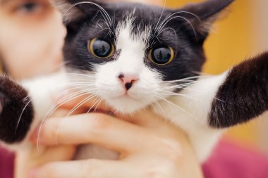 black white kitten with big eyes holding hands