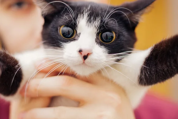 Chaton blanc noir avec de gros yeux tenant la main — Photo