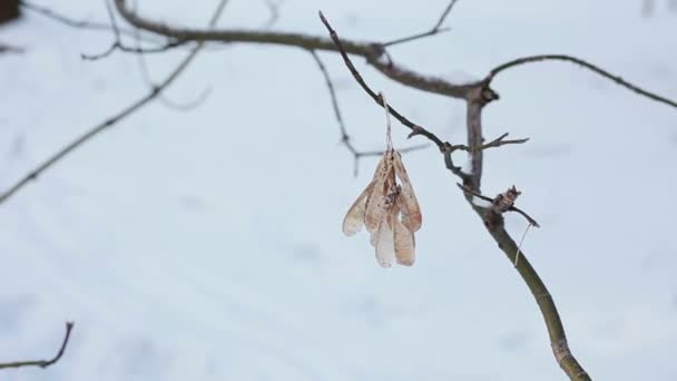 Macro shot of maple keys background in mid winter. — Stock Video