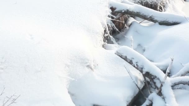 neige arbres d'hiver. neige neigeuse 