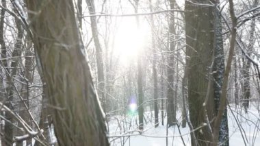 Kış orman kar ve güneş, ağır çekim video çekim