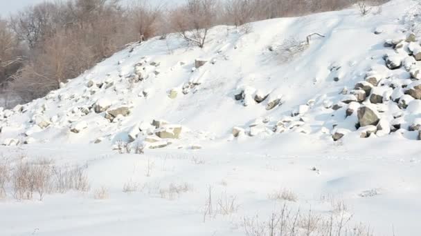 Neige arbres d'hiver. neige neigeuse — Video