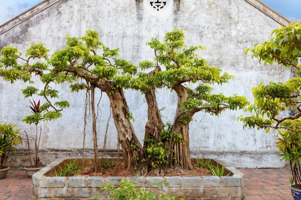 Asiático jardim tropical, Ninh Binh, Vietnam — Fotografia de Stock