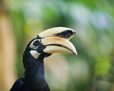 Doğada yabani kuşlar