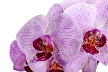 pembe orkide çiçekleri beyaz izole