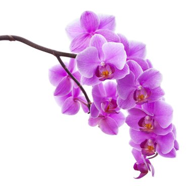pembe orkide çiçekleri beyaz izole