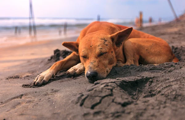 üzgün sokak köpeği kumsalda uyuyor
