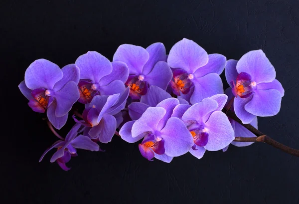 Fialové květy orchidejí na černém pozadí — Stock fotografie