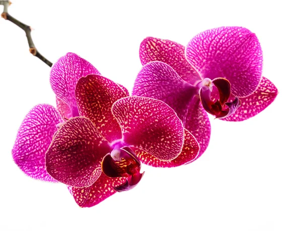 Magenta orchid flowers isolated on white — Stock Photo, Image