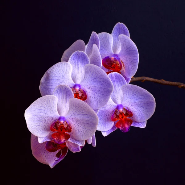 Flores azules de la orquídea en negro — Foto de Stock