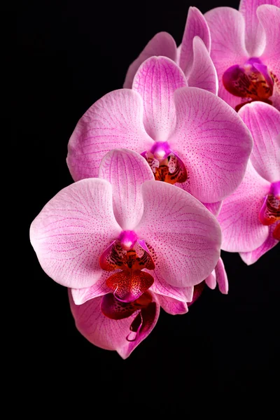 Orchid flowers on black — Stock Photo, Image