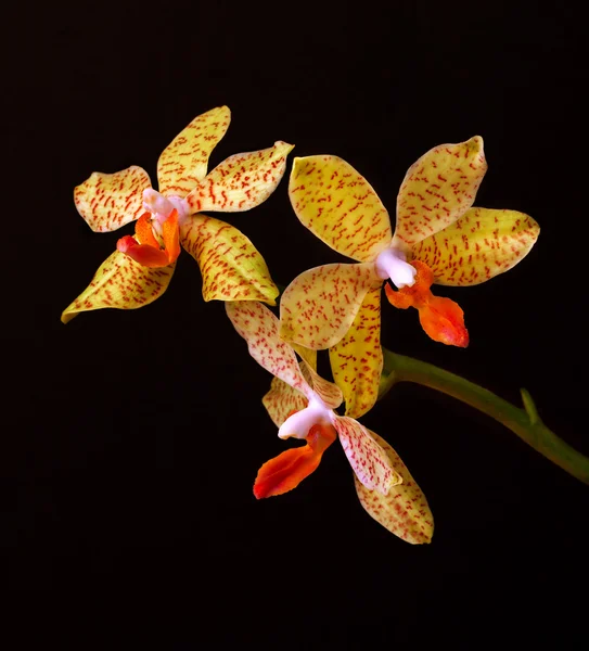 Yellow orchid flowers on black background — Stock Photo, Image