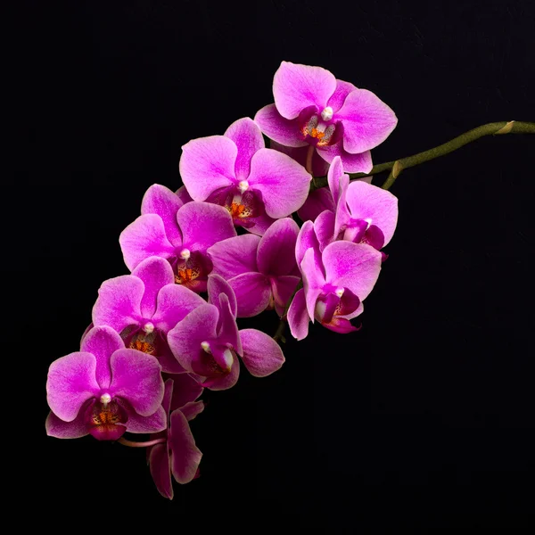 Růžové květy orchidejí na černém pozadí — Stock fotografie