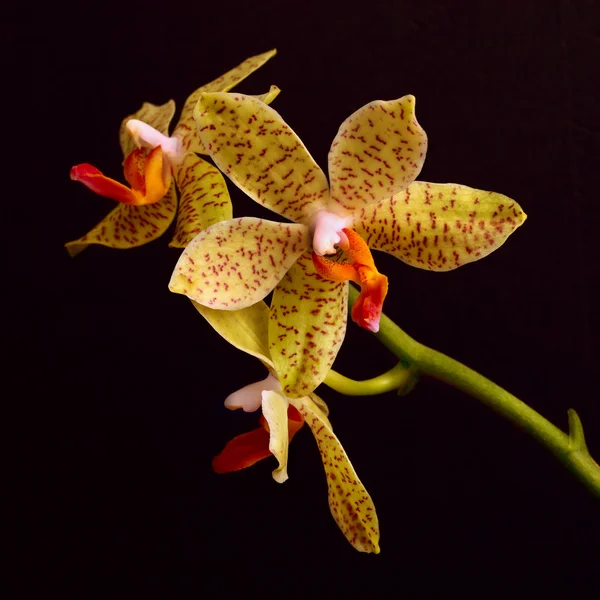 Yellow orchid flowers on black background — Stock Photo, Image