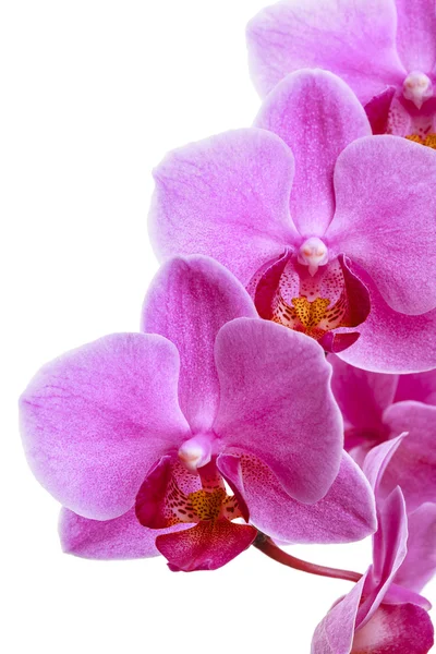 Pink orchid flowers isolated on white — Stock Photo, Image