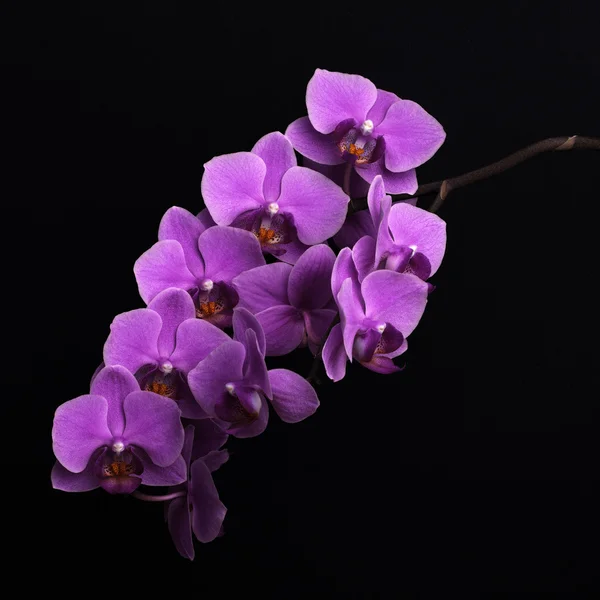 Purpurové květy orchidejí na černém pozadí — Stock fotografie