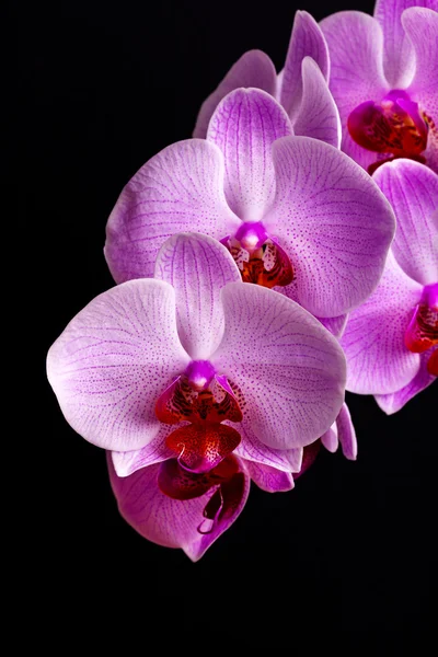 Orchid flowers on black — Stock Photo, Image