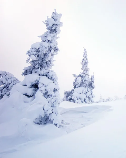 Winter landscape of snowy pine tree — Stock Photo, Image