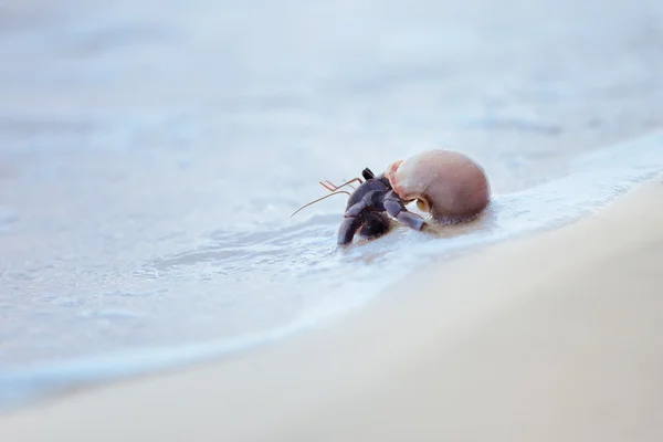 Hermit crab in shell on a seaside — Stock Photo, Image