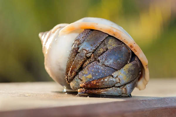 Caranguejo eremita com casca à beira-mar — Fotografia de Stock