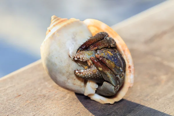 Hermit crab in shell on a seaside — Stock Photo, Image