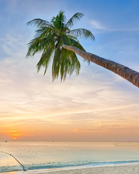 Palmera inclinada sobre el océano —  Fotos de Stock