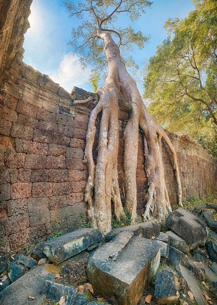 Templo Preah Khan raízes de árvores antigas, Angkor — Fotografia de Stock