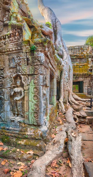 Ta Prohm temppeli antiikin puun juuret, Angkor — kuvapankkivalokuva