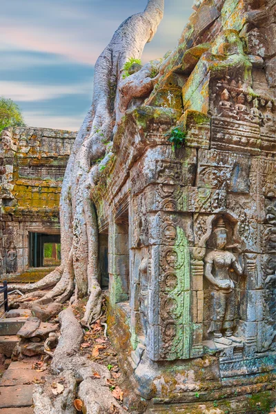 Ta Prohm-templet gamla trädrötter, Angkor — Stockfoto