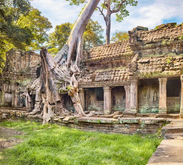 Коріння TA Prohm храм стародавніх дерев, Ангкор — стокове фото