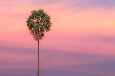 Palm tree on dramatic sunset background clipart