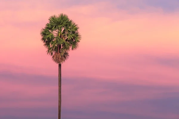 Palmera sobre dramático fondo del atardecer — Foto de Stock