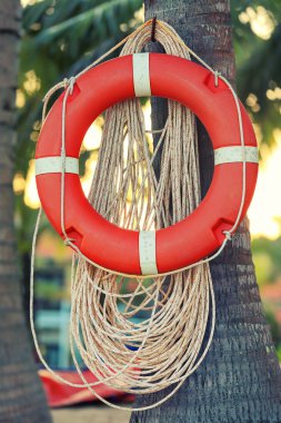 Hayat şamandıra palmiye ağacı üzerinde