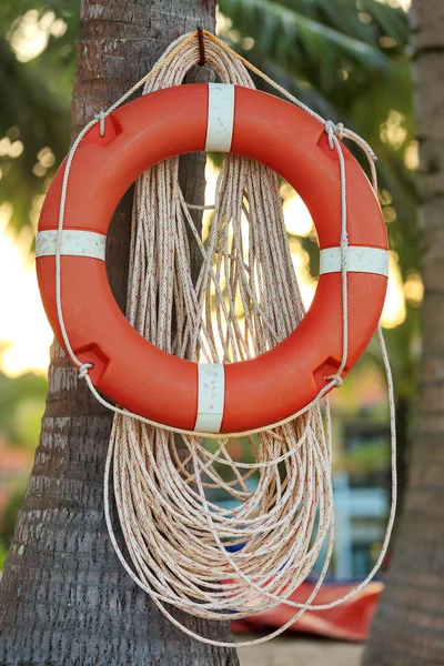 Hayat şamandıra palmiye ağacı üzerinde