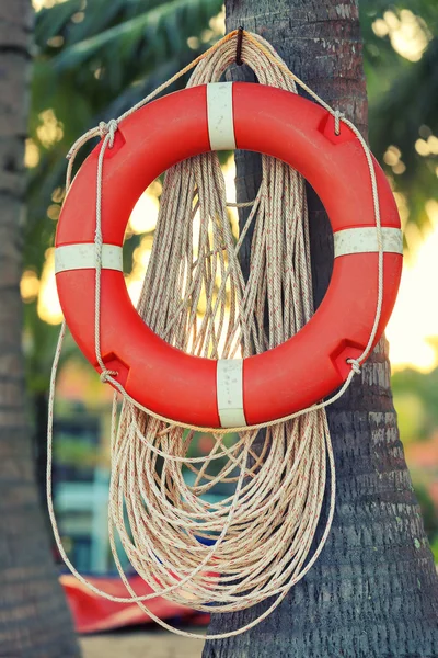 Hayat şamandıra palmiye ağacı üzerinde