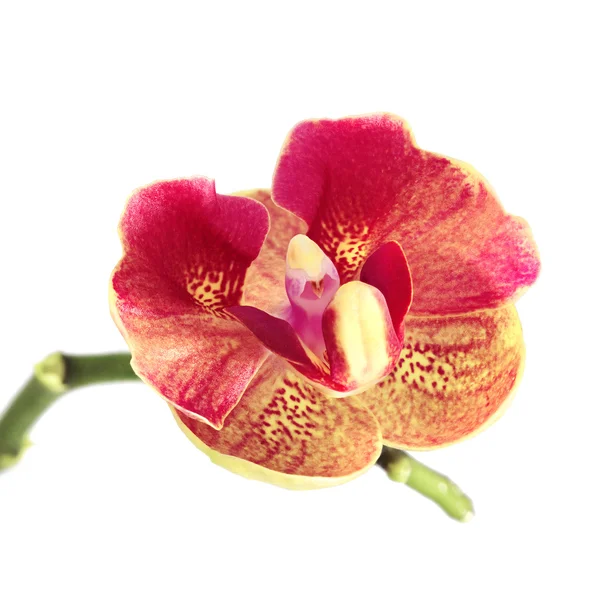 Flor de orquídea vermelha isolada em branco — Fotografia de Stock