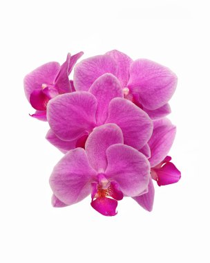 pembe orkide çiçekleri beyaz izole