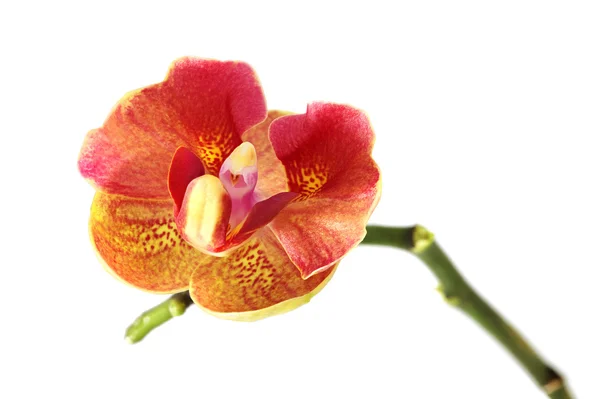 Flor de orquídea roja aislada en blanco — Foto de Stock