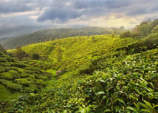 Plantación de té en Asia — Foto de Stock