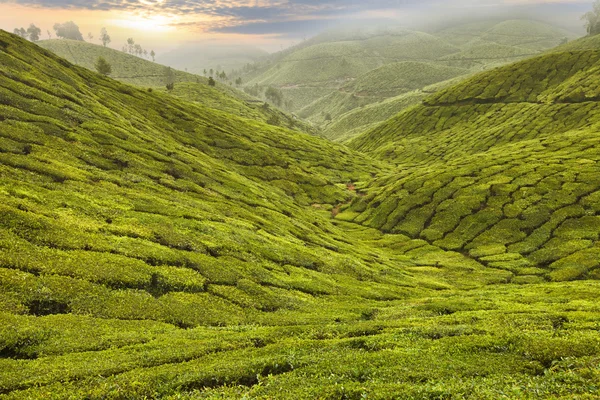 Plantación de té en Asia — Foto de Stock