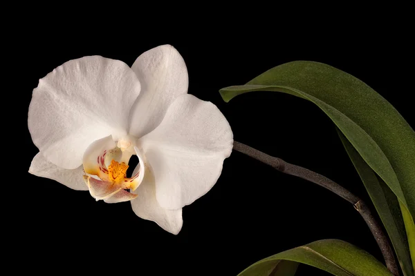黒に分離された白い蘭の花 — ストック写真